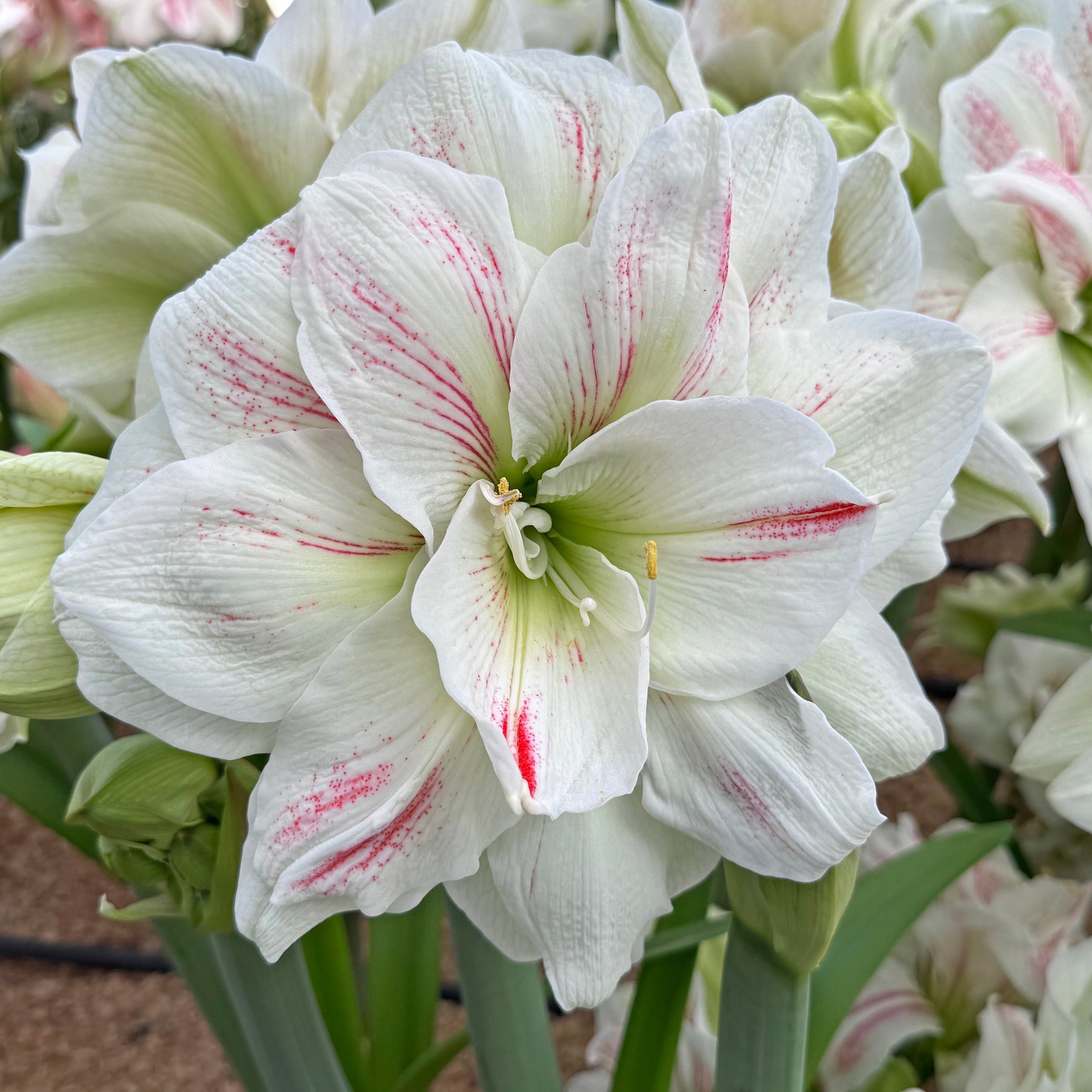 Amaryllis Nr. 180.8 - 1 - Amaryllis - Fluwel