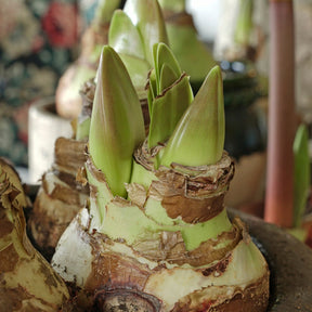 Amaryllis Nymph - Amaryllis - Fluwel