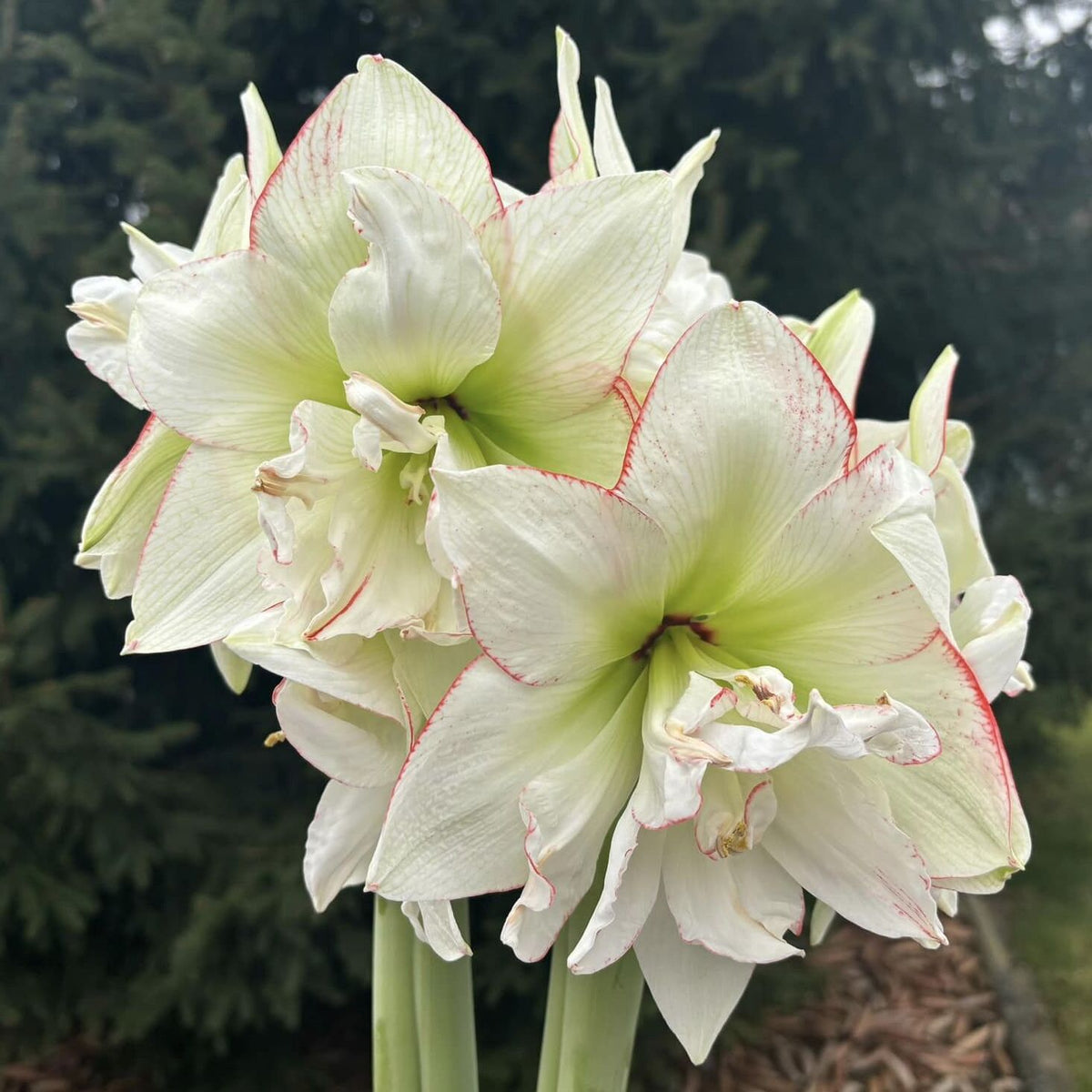 Amaryllis Picobello Majesty - Amaryllis - Fluwel