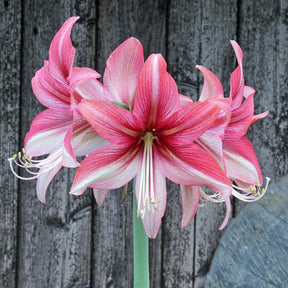 Amaryllis Pink Amazone - Amaryllis - Fluwel