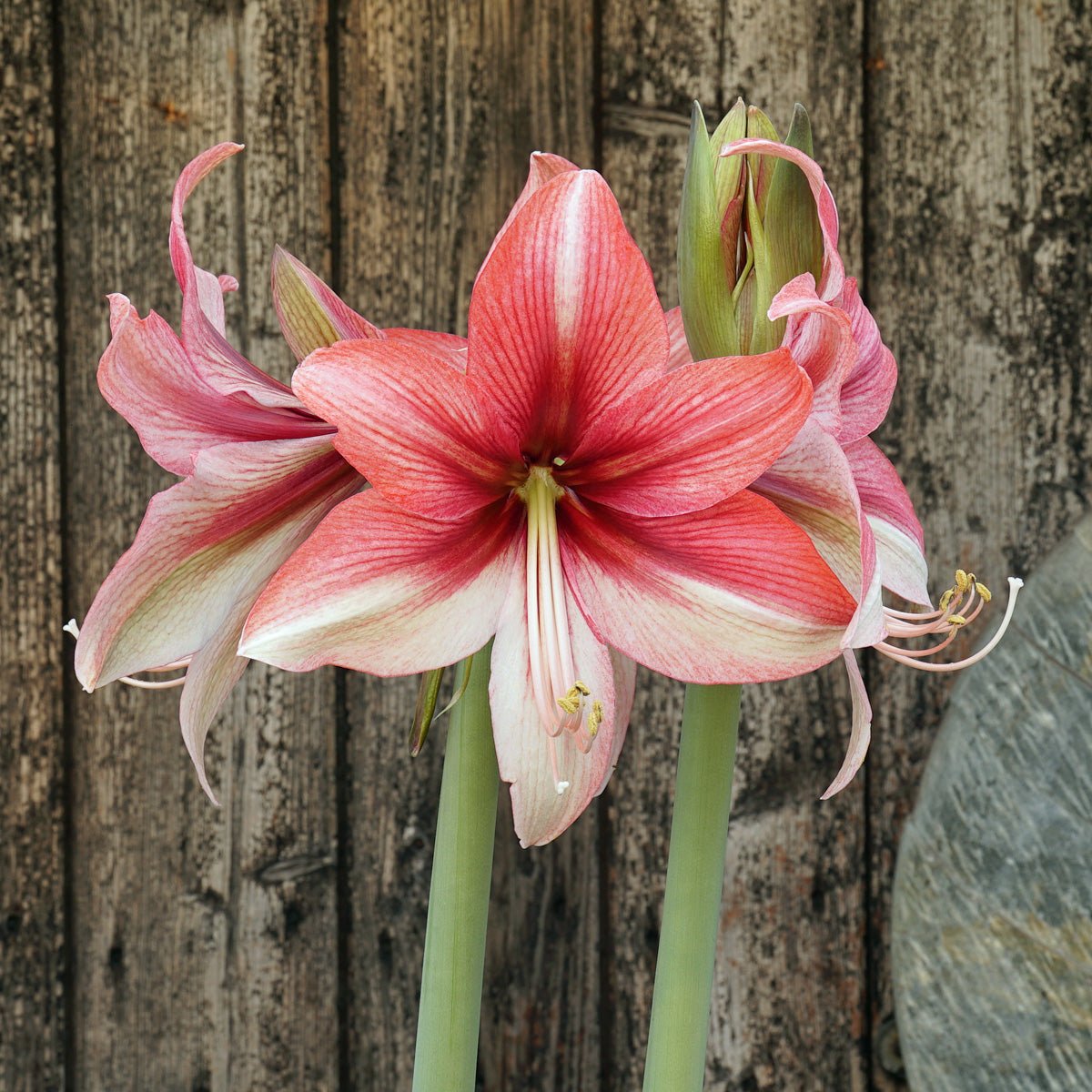 Amaryllis Pink Amazone - meerkleurige amaryllis - Fluwel