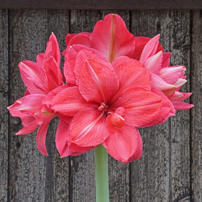 Amaryllis Pink Symphony - Amaryllis - Fluwel