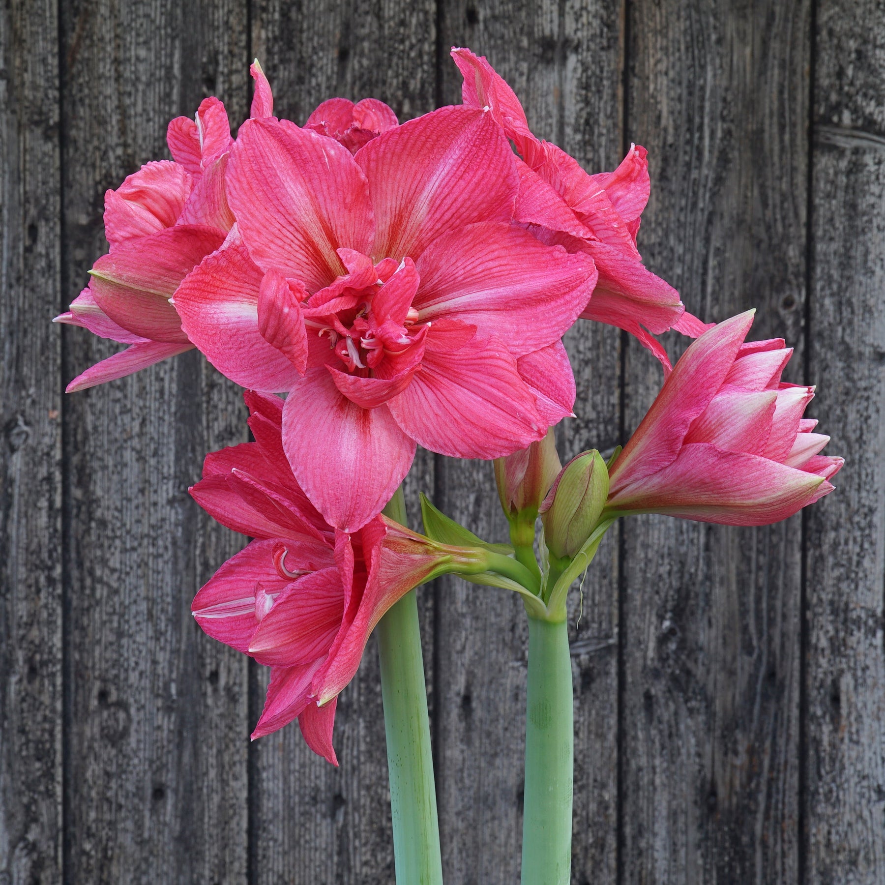 Amaryllis Pink Symphony - Amaryllis - Fluwel