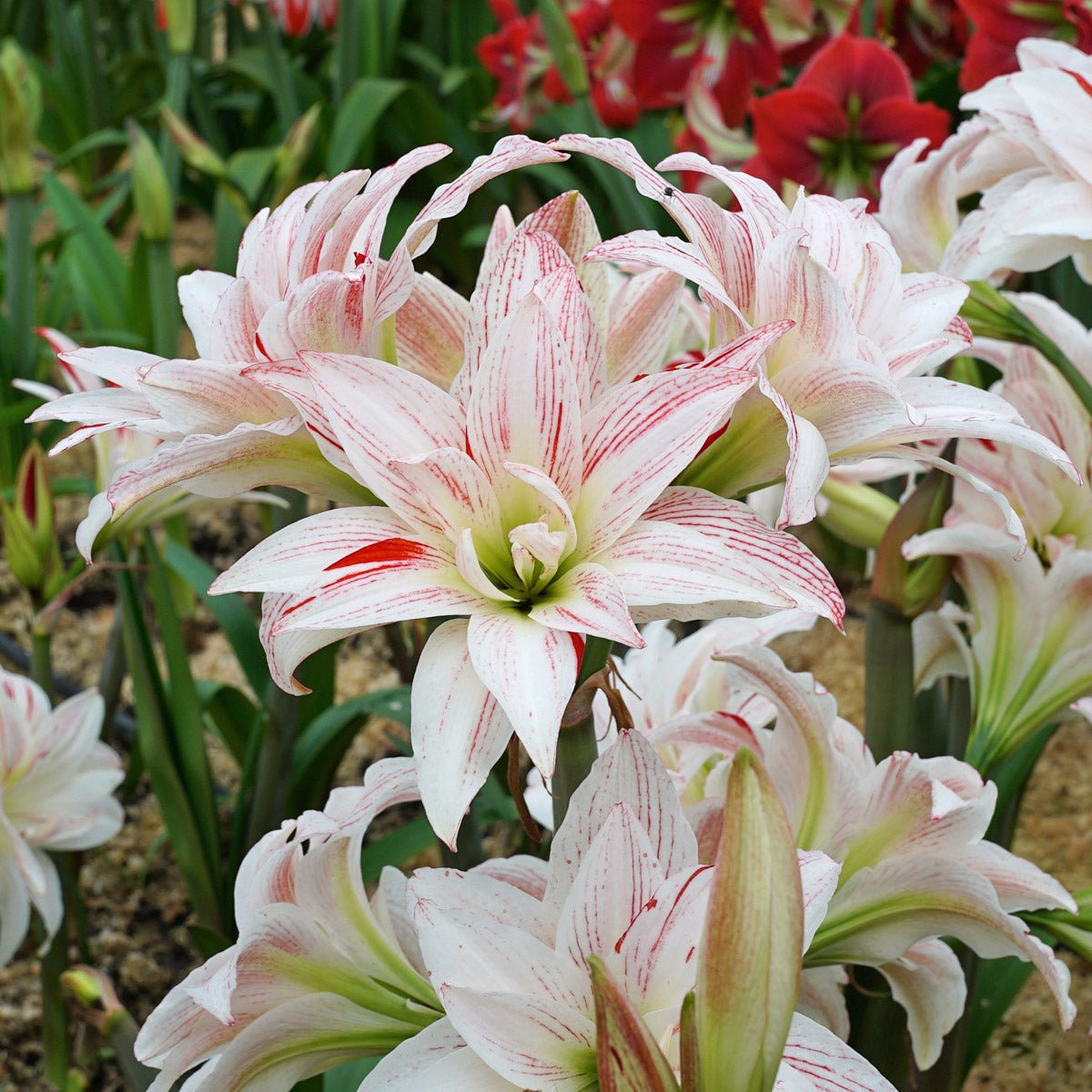 Amaryllis Pretty Amadeus - meerkleurige amaryllis - Fluwel