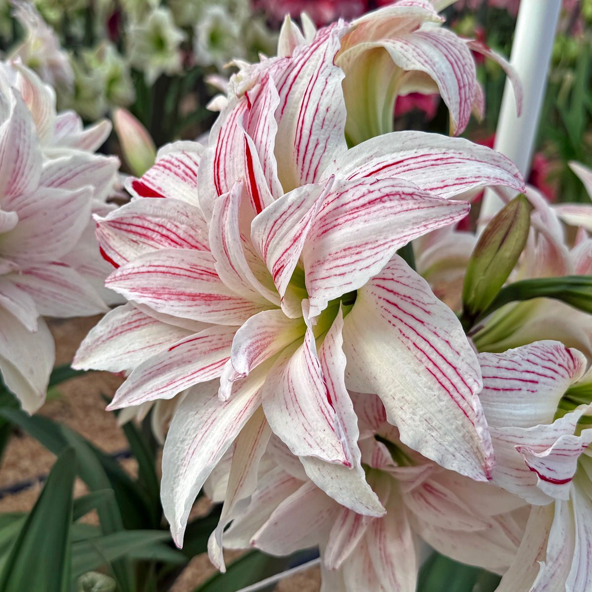 Amaryllis Pretty Amadeus - Amaryllis - Fluwel