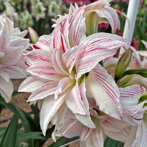 Amaryllis Pretty Amadeus - Amaryllis - Fluwel