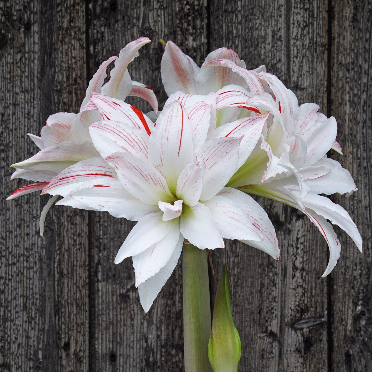 Amaryllis Pretty Amadeus - Amaryllis - Fluwel