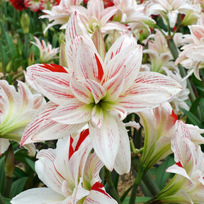 Amaryllis Pretty Amadeus - Amaryllis - Fluwel
