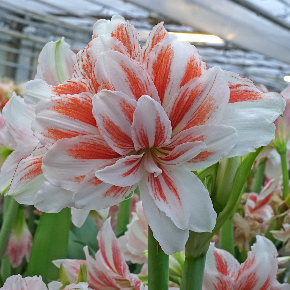 Amaryllis Princess Madeleine - Amaryllis - Fluwel