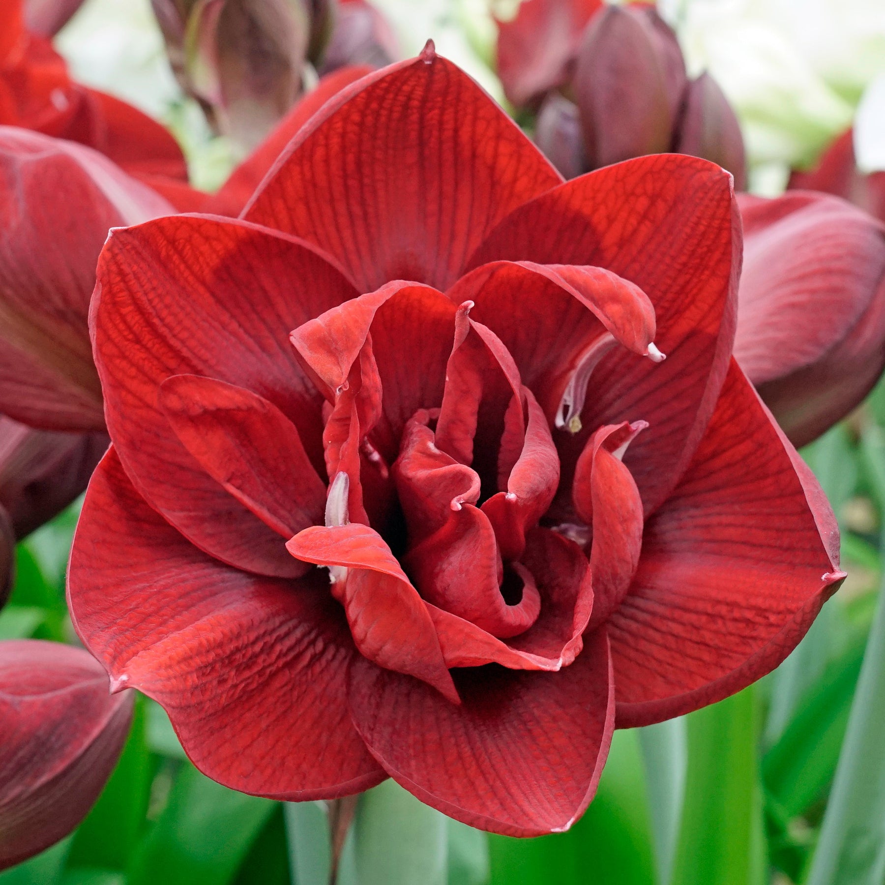 Amaryllis Red Symphony - Amaryllis - Fluwel