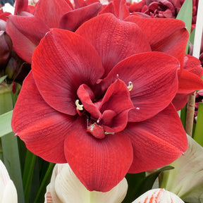 Amaryllis Red Symphony - Amaryllis - Fluwel