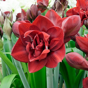 Amaryllis Red Symphony - Amaryllis - Fluwel