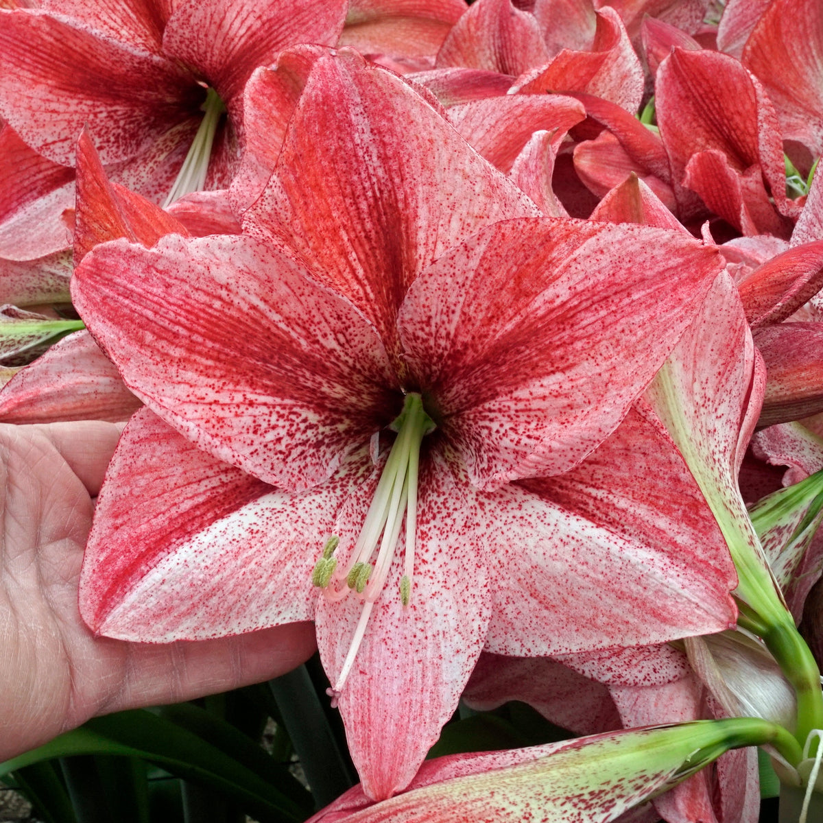 Amaryllis Revelation - Amaryllis - Fluwel
