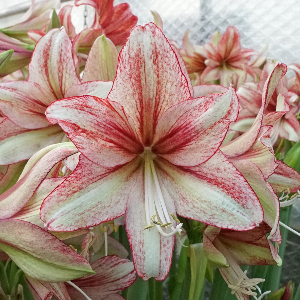 Amaryllis Vincent - meerkleurige amaryllis - Fluwel
