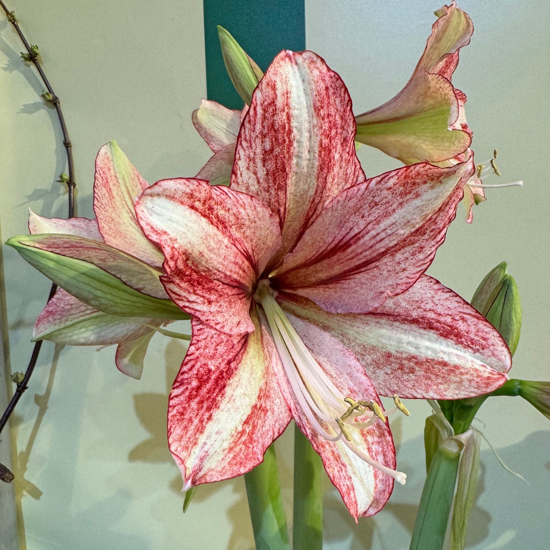 Amaryllis Vincent - Amaryllis - Fluwel