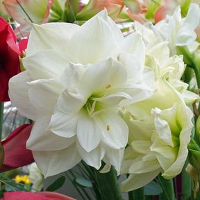 Amaryllis White Symphony - Amaryllis - Fluwel