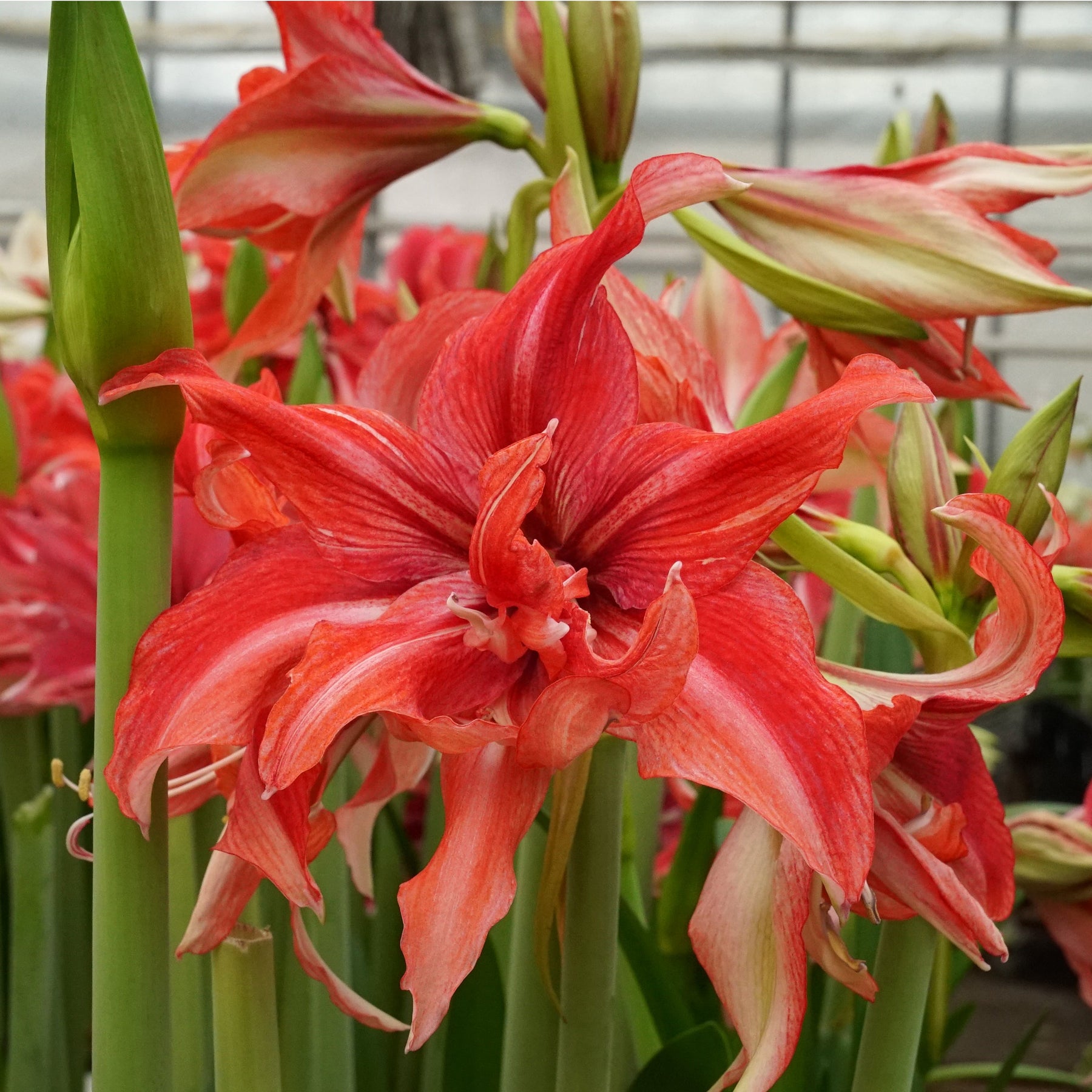 Amaryllis Wild Romance - Amaryllis - Fluwel