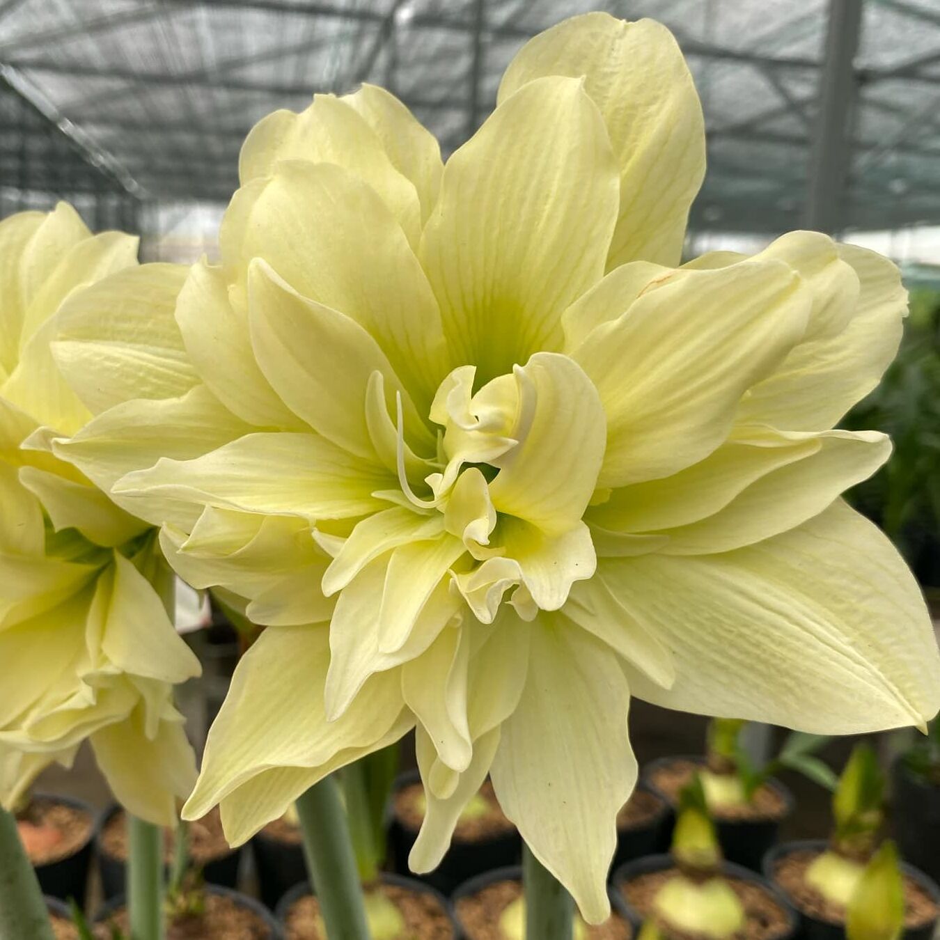 Amaryllis Yellow Crown - Amaryllis - Fluwel