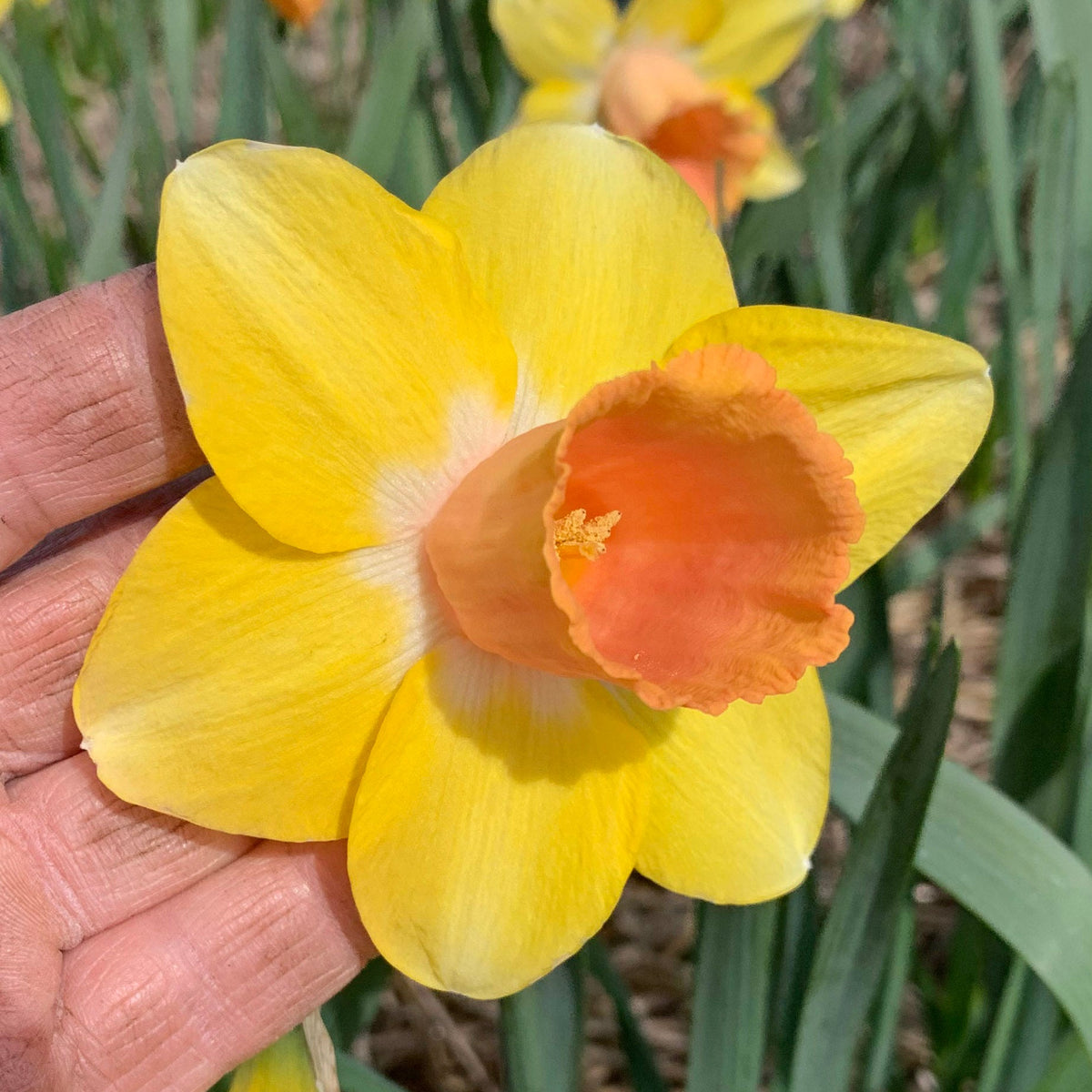 Anna Pavord - geel-roze Large-cupped narcis - Fluwel