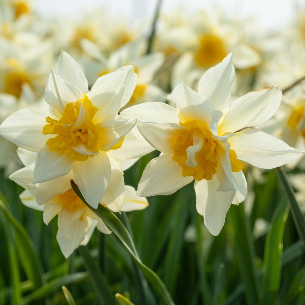 Argent - Narcissus - Fluwel