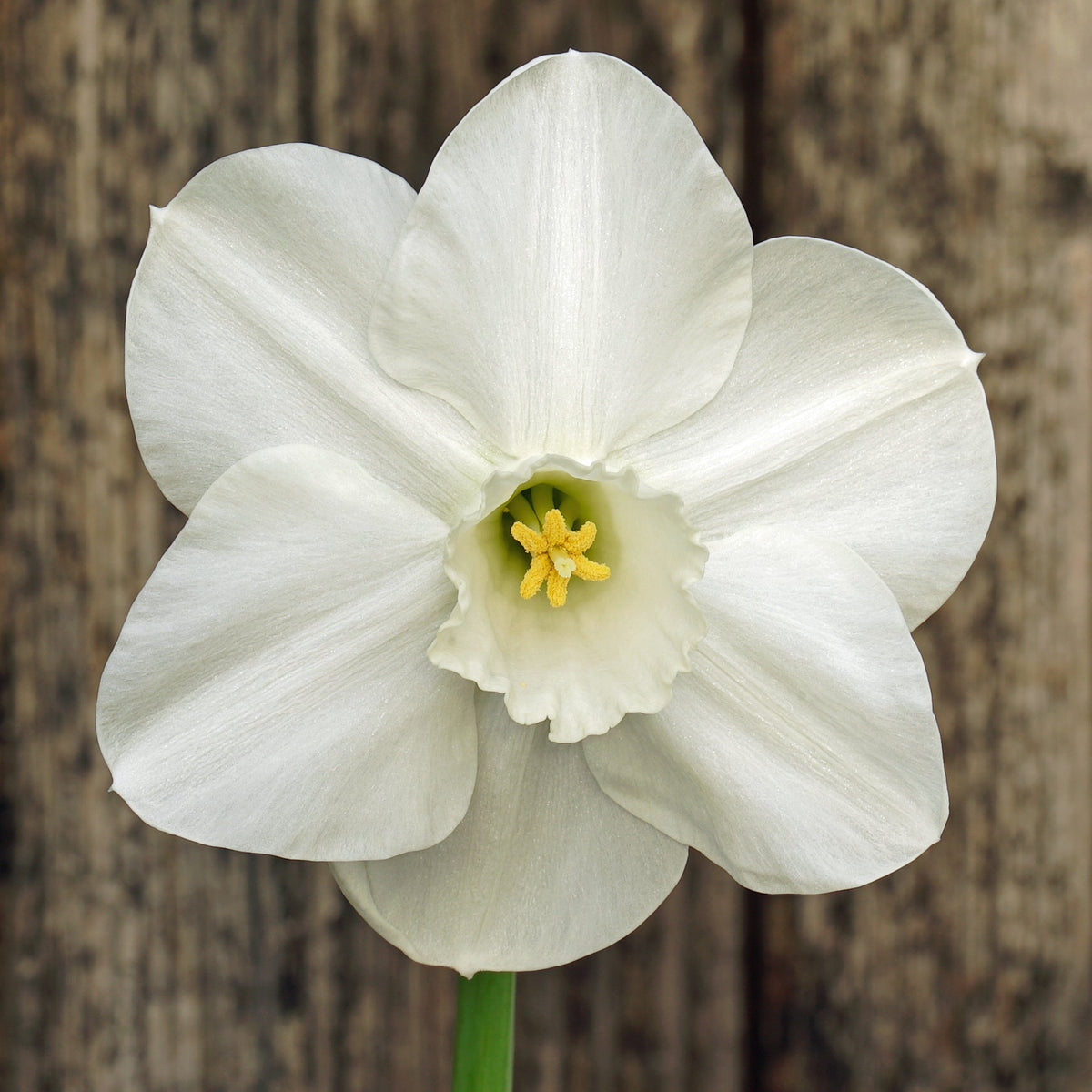 Ashton Wold - Special Narcissus - Fluwel