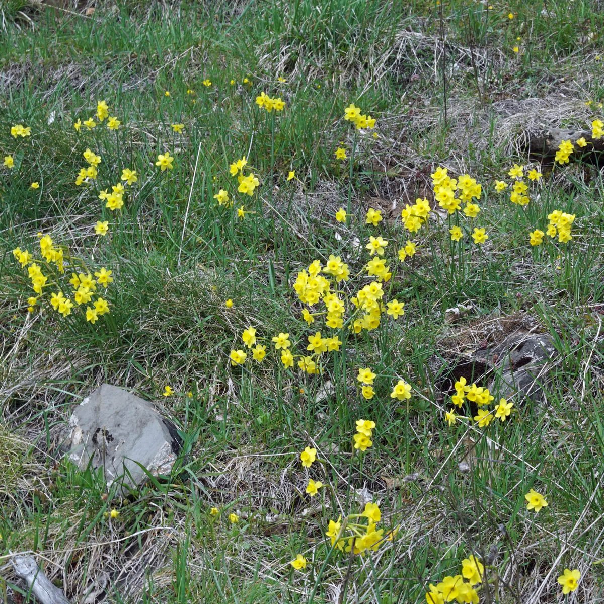 assoanus - gele Species narcis - Fluwel