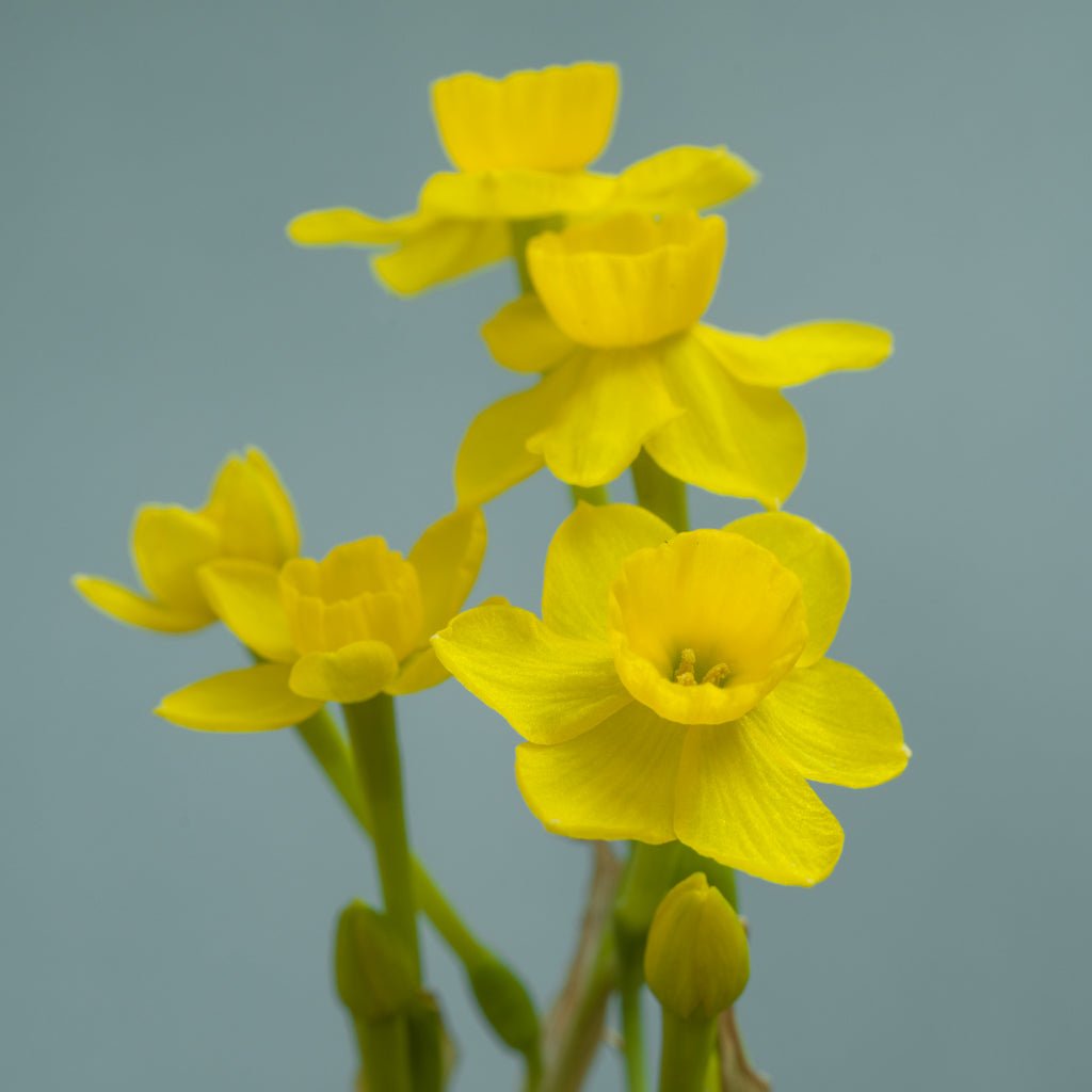 assoanus - gele Species narcis - Fluwel