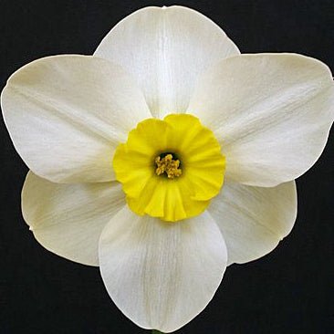 Astrid's Memory - wit-gele Small-cupped narcis - Fluwel