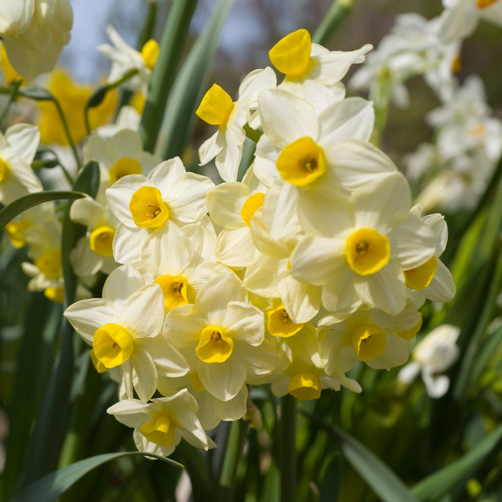 Avalanche of Gold - Narcissus - Fluwel