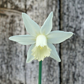 Aviva - Special Narcissus - Fluwel