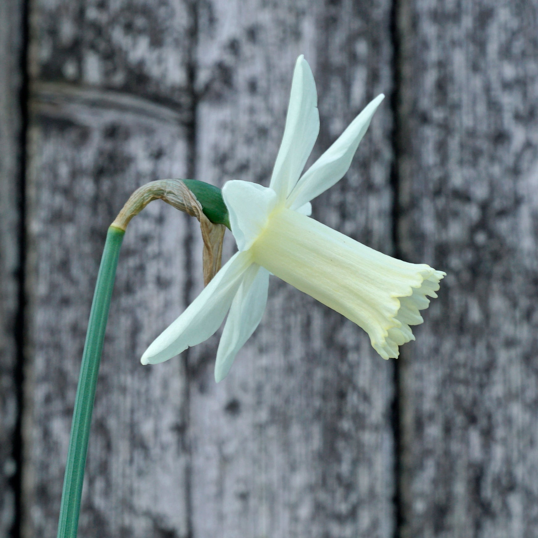 Aviva - Special Narcissus - Fluwel