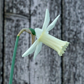 Aviva - Special Narcissus - Fluwel