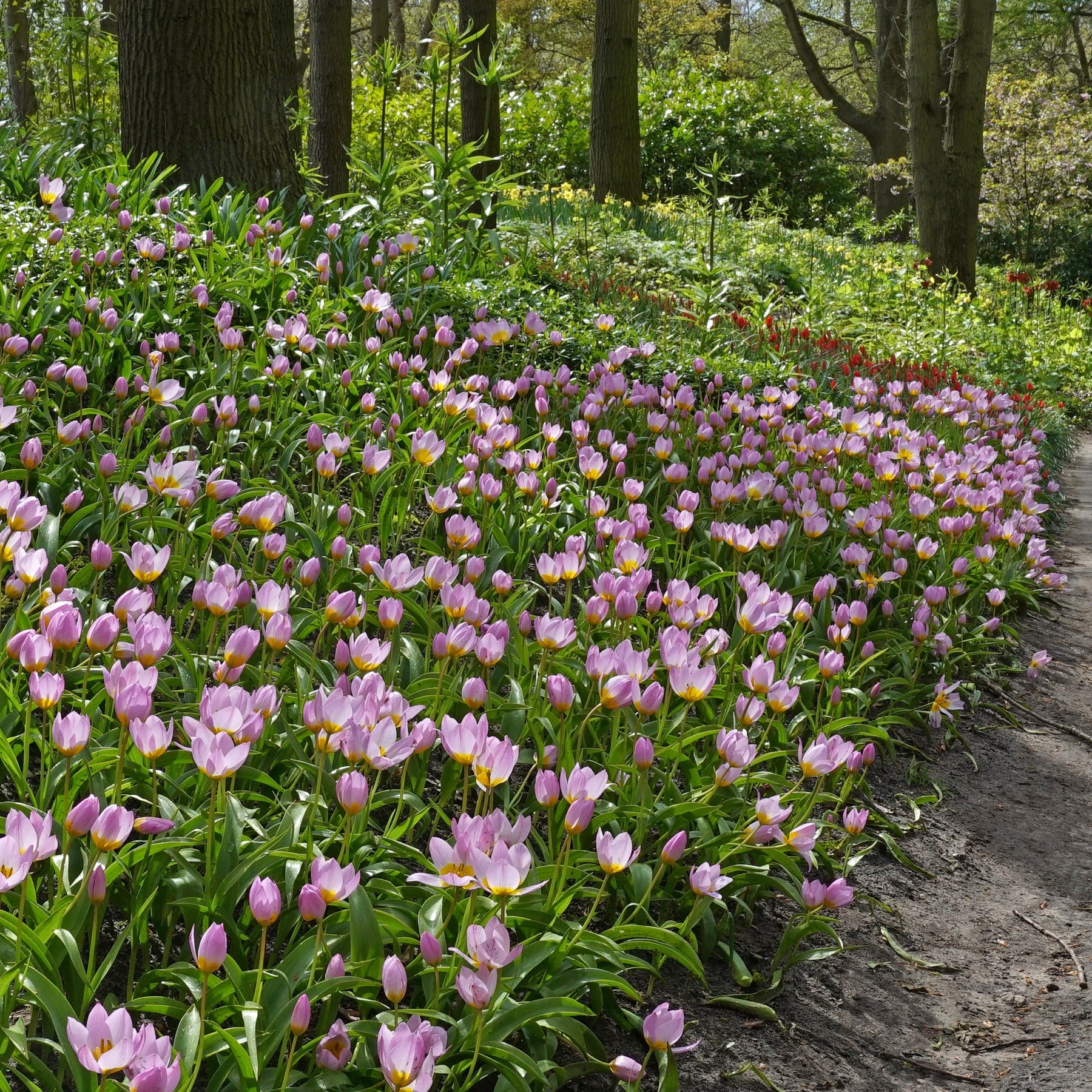 Bakeri Lilac Wonder - Tulips - Fluwel