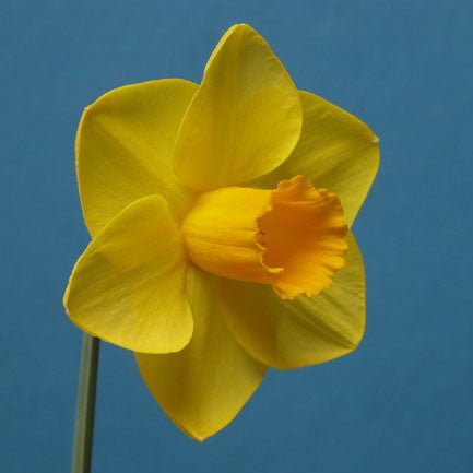 Banker - Special Narcissus - Fluwel