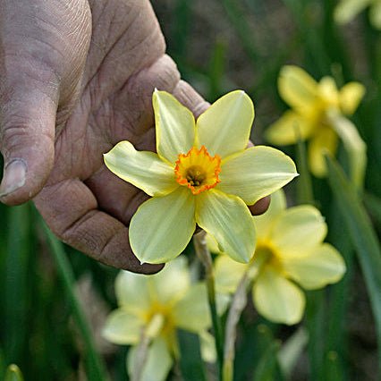 Barri Conspicuus - Special Narcissus - Fluwel