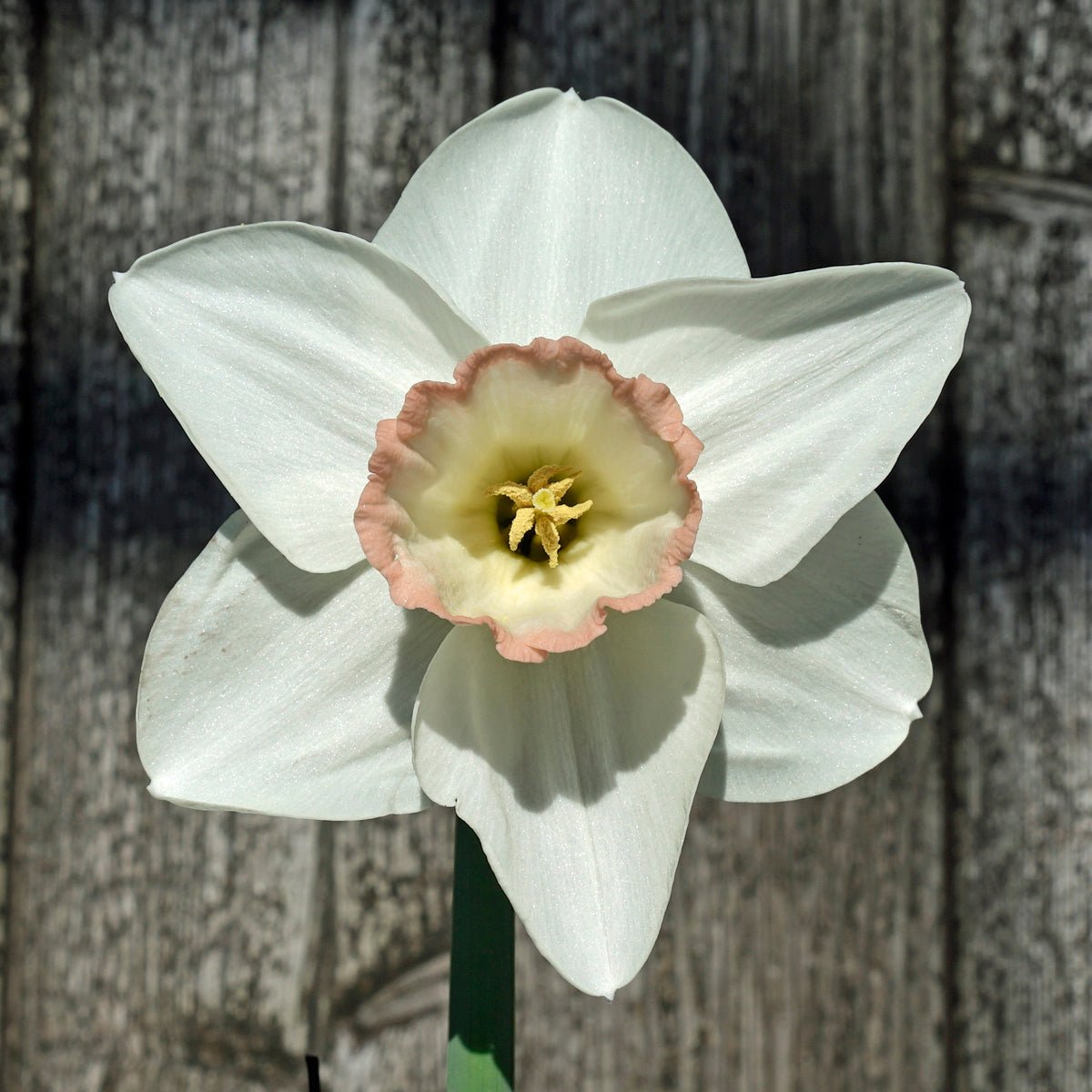 Beau Beaute - Large-cupped narcis - Fluwel