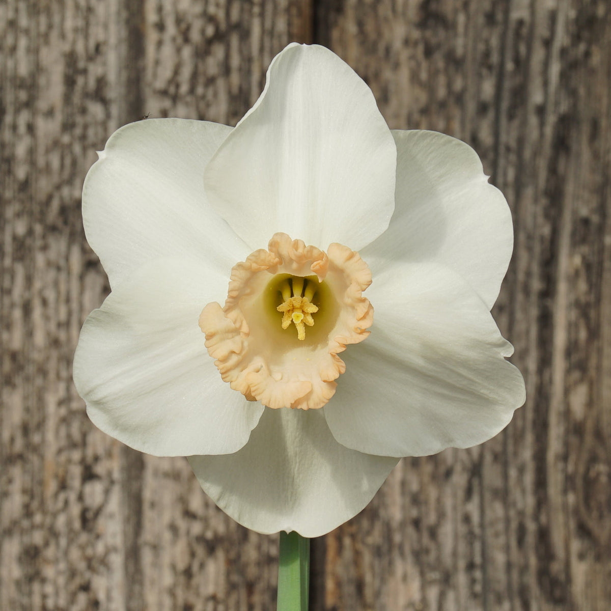 Beautiful Lady - Large-cupped narcis - Fluwel