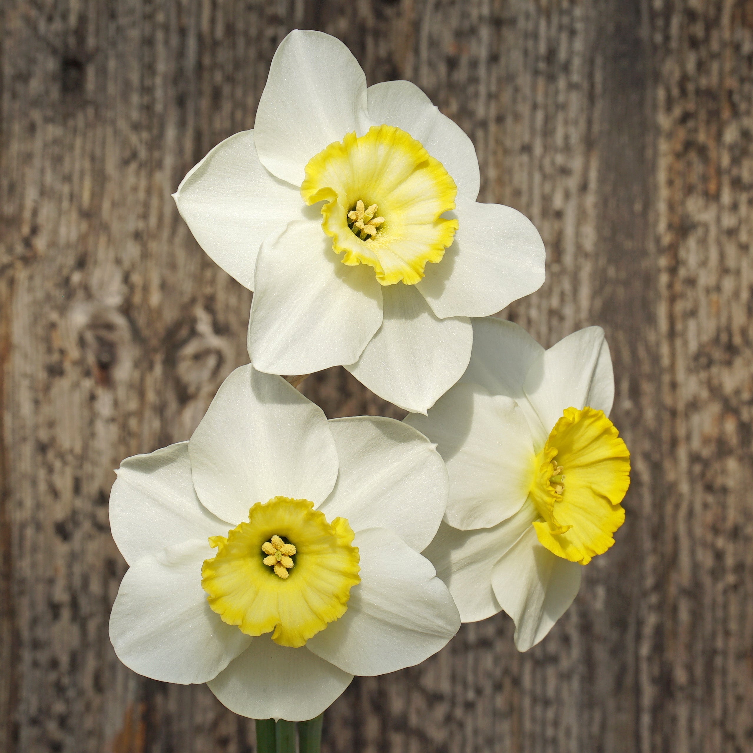 Beauty Call - wit-gele Large-cupped narcis - Fluwel