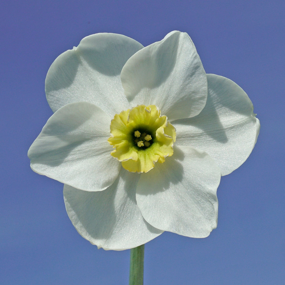 Beauty of Burgerbrug - Narcissus - Fluwel