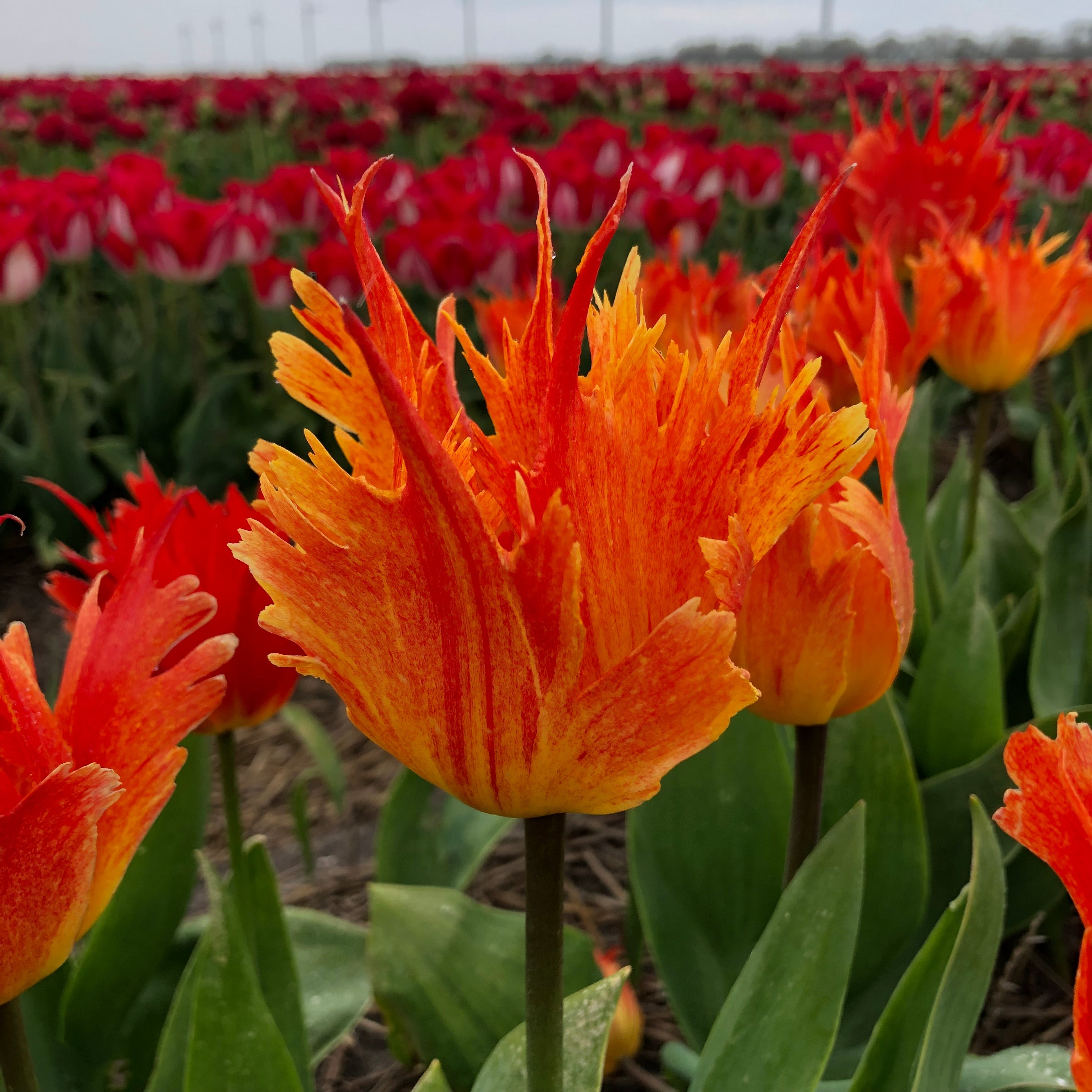 Beauty of Leo - Tulips - Fluwel
