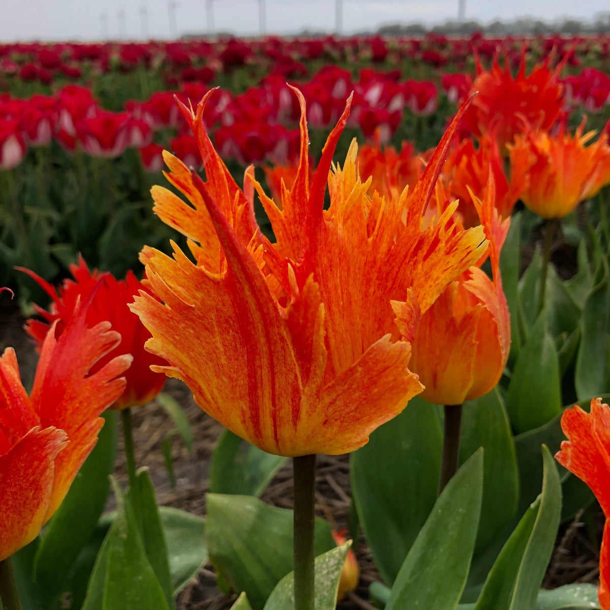 Beauty of Leo - Tulips - Fluwel