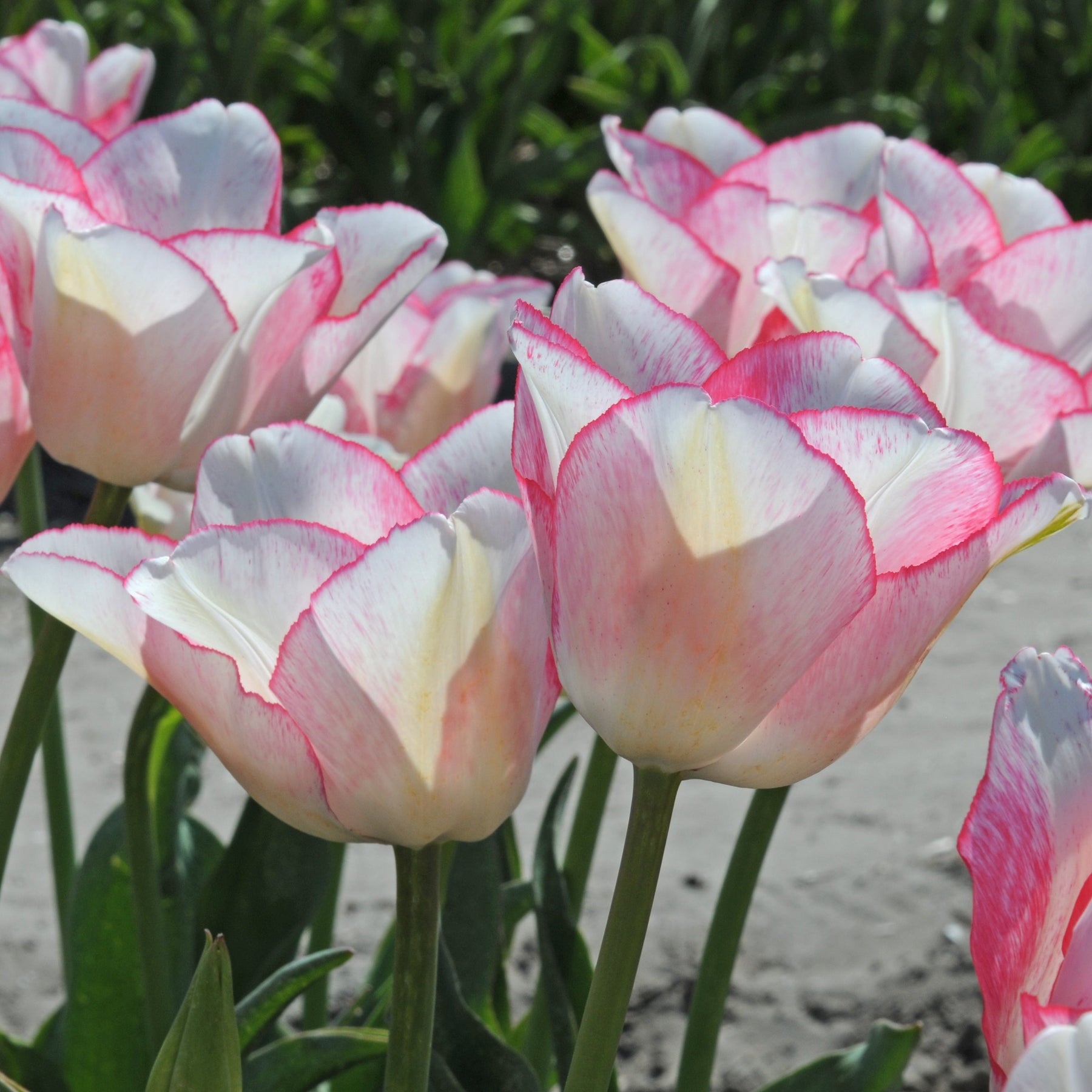Beauty Trend - Tulips - Fluwel