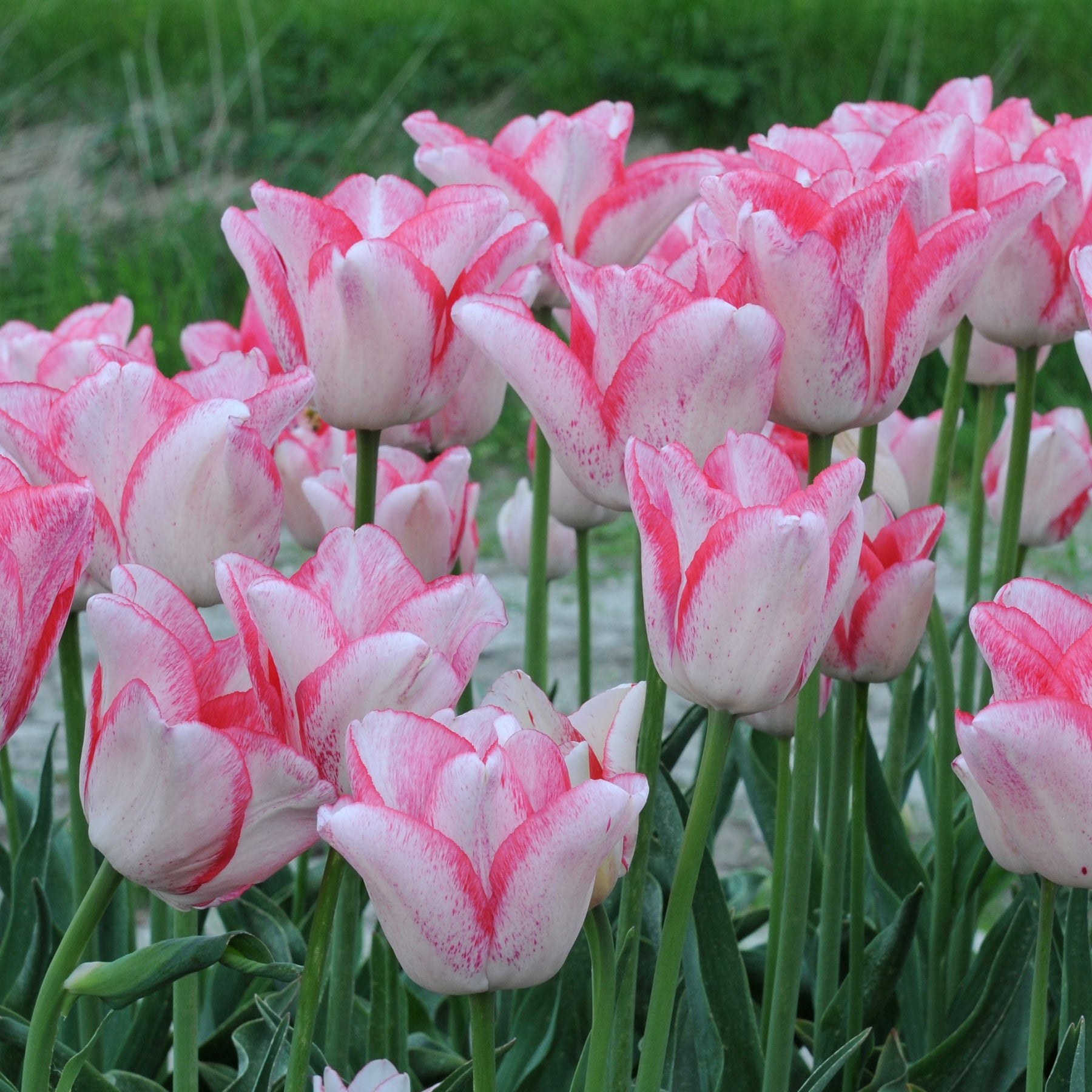 Beauty Trend - Tulips - Fluwel