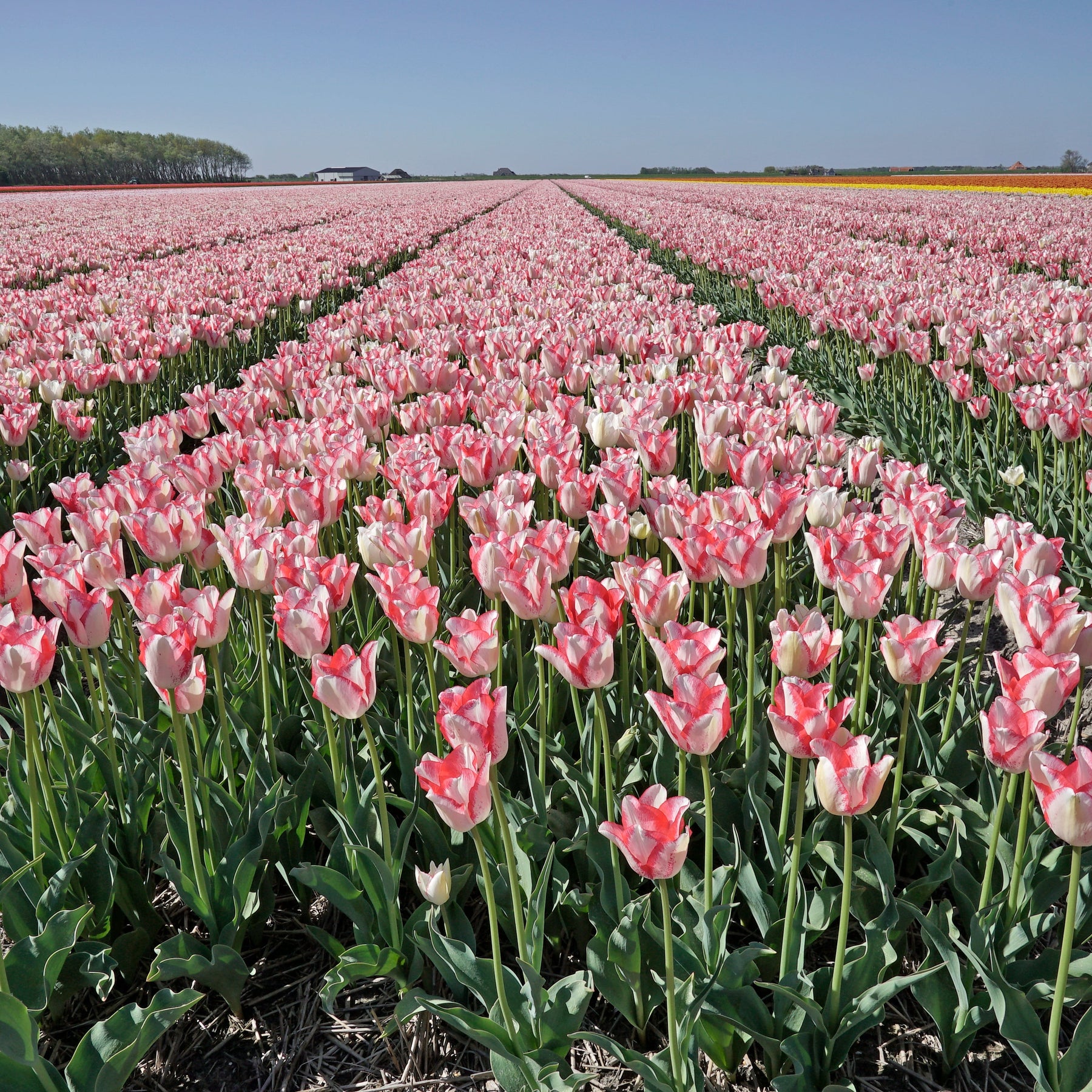 Beauty Trend - Tulips - Fluwel