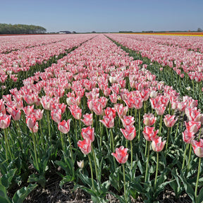 Beauty Trend - Tulips - Fluwel