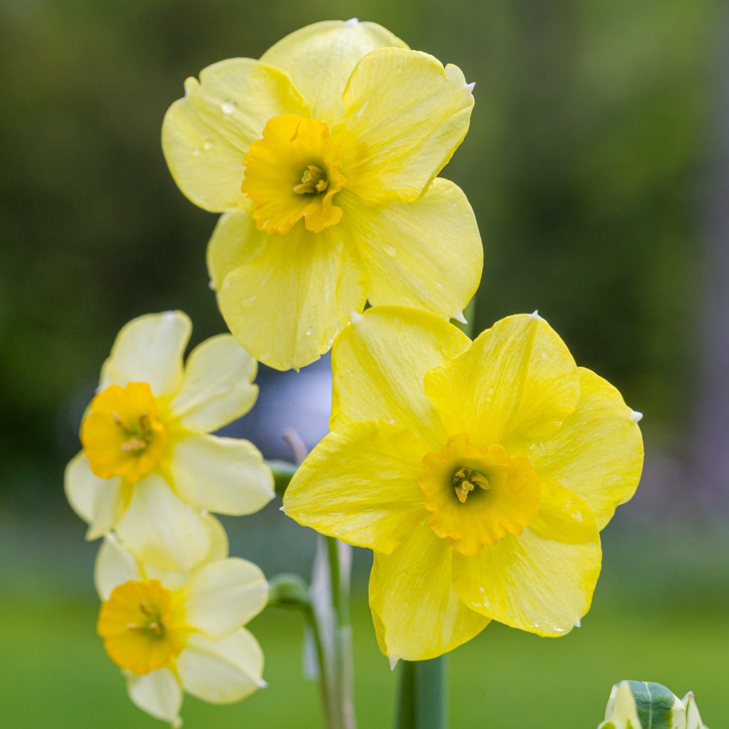 Bebop - Special Narcissus - Fluwel