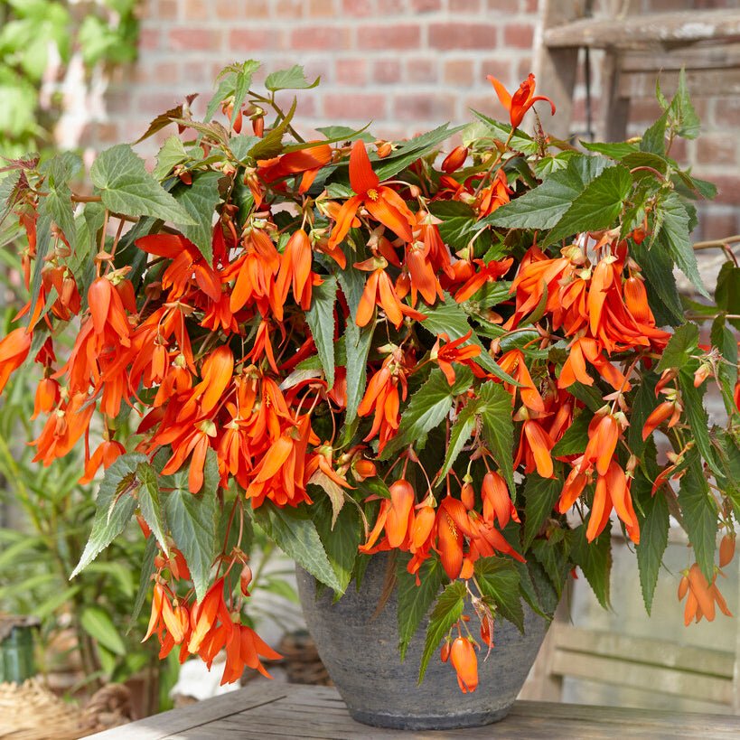 Begonia boliviensis Santa Cruz - Begonias - Fluwel