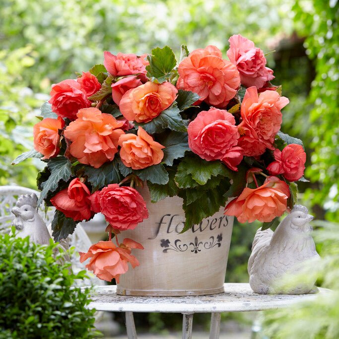 Begonia Cascade Odorosa Sweet Pink - Begonias - Fluwel