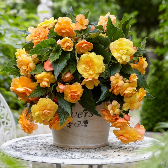 Begonia Illumination Apricot Shade - Begonias - Fluwel