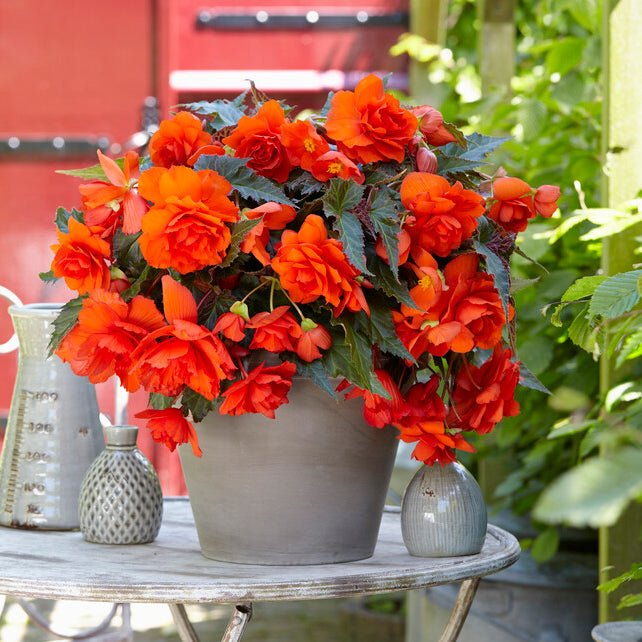 Begonia Illumination Orange - Begonias - Fluwel
